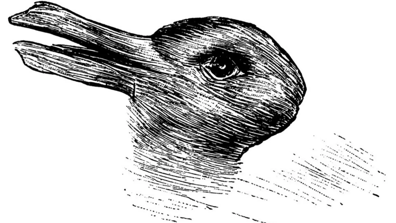 rabbit duck drawing tease today 160215 1 1