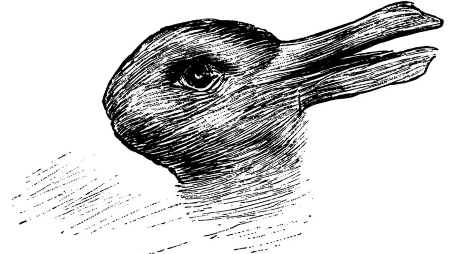 rabbit duck drawing tease today 160215 1 e1687620389311